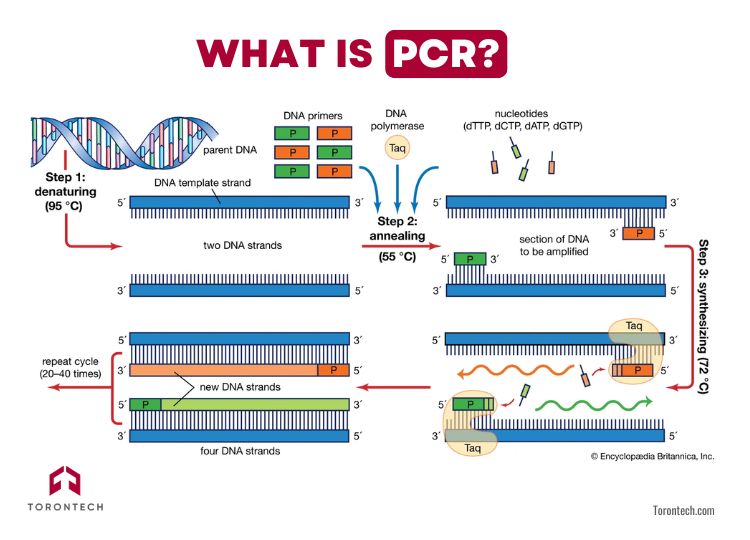 What is PCR?