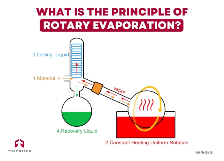 What is the Principle of Rotary Evaporation?